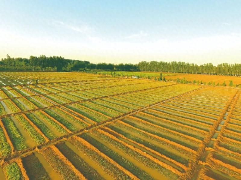 山西桑干河杨树丰产林实验局：腾笼换鸟，让苗圃从负资产变富资产  第1张