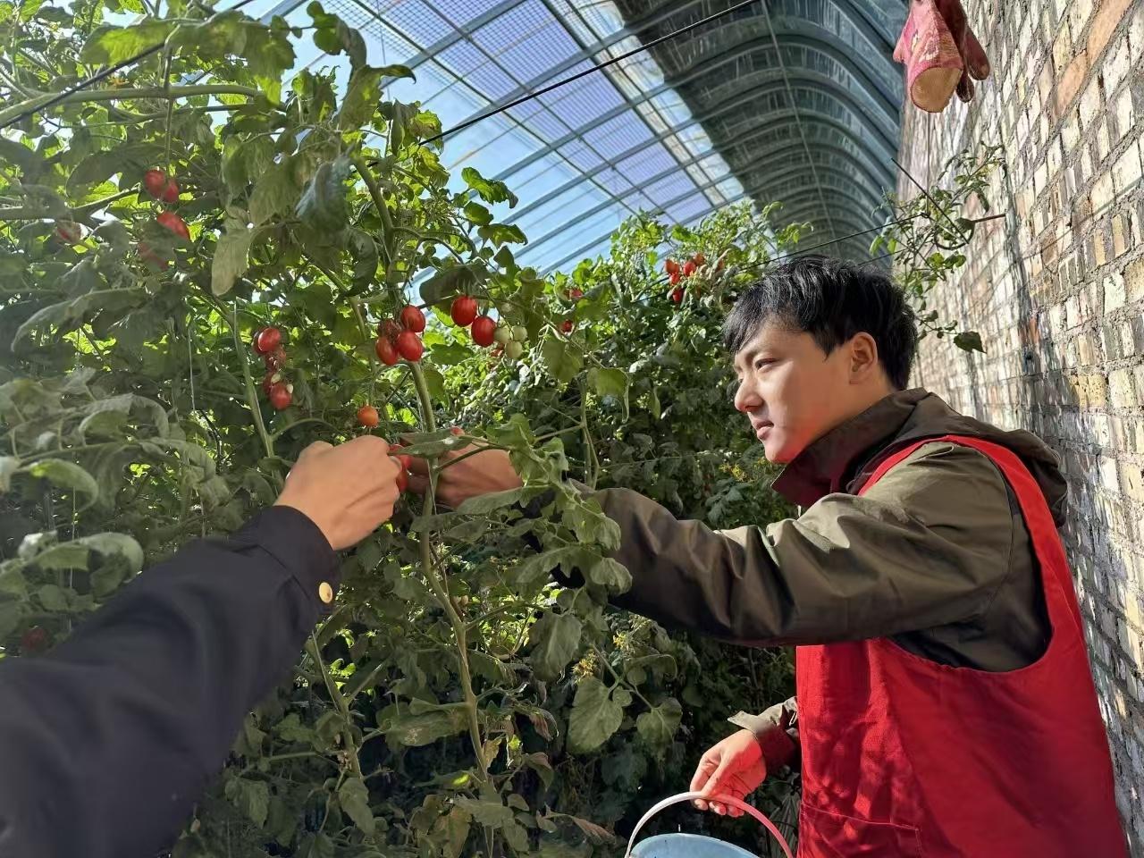 丰收季，红马甲助农采摘圣女果，让农民笑开颜  第2张