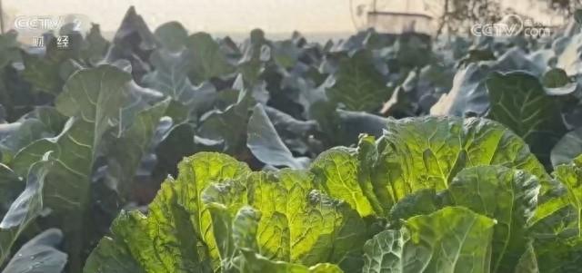7000 亩地小青菜大丰收！商丘秋季蔬菜上市，价格稳步回落