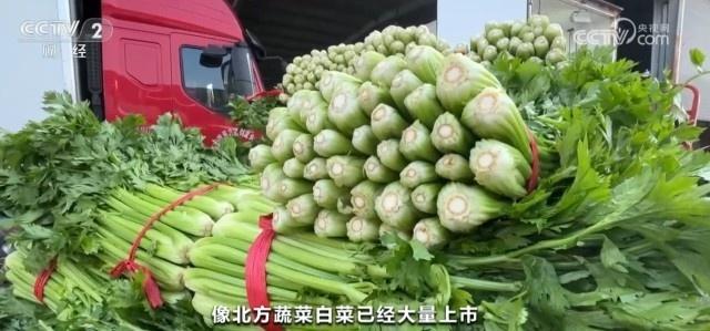7000 亩地小青菜大丰收！商丘秋季蔬菜上市，价格稳步回落  第3张