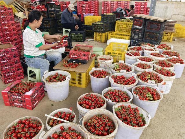 200 多亩串收小番茄大丰收！串起群众致富路，远销全国各地  第4张
