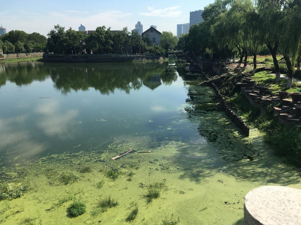 从劣Ⅴ类到Ⅲ类！月湖水质华丽转身，背后原因竟然是……  第2张