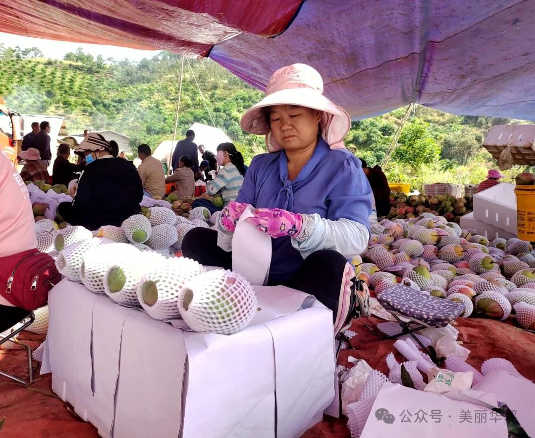 金秋时节，华坪县晚熟芒果丰收，果农 16 年种出 34 万收益  第5张