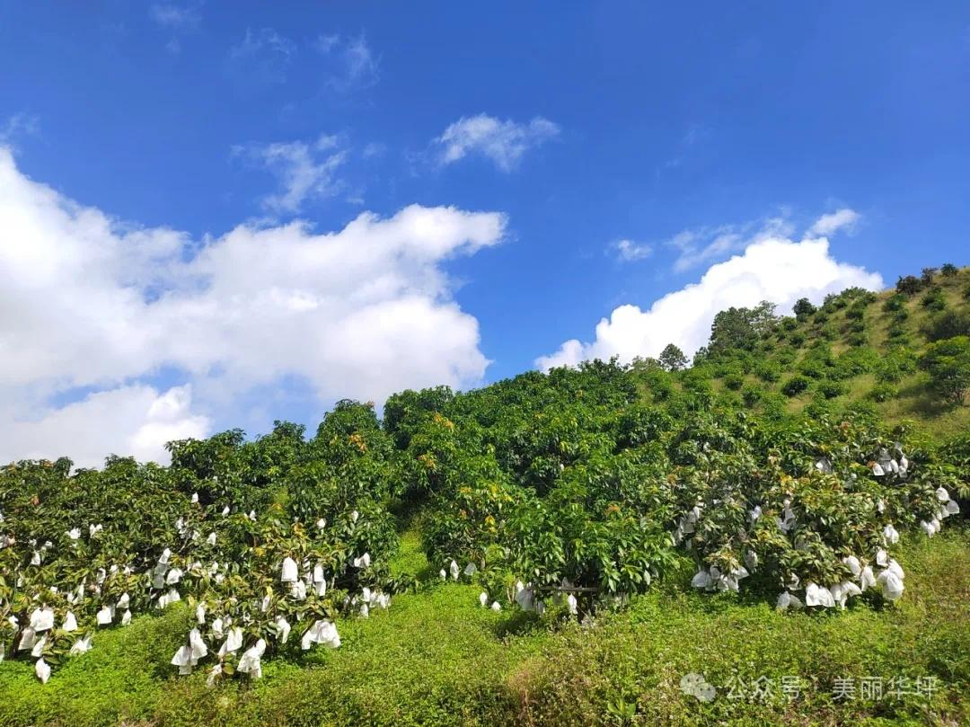 金秋时节，华坪县晚熟芒果丰收，果农 16 年种出 34 万收益  第6张