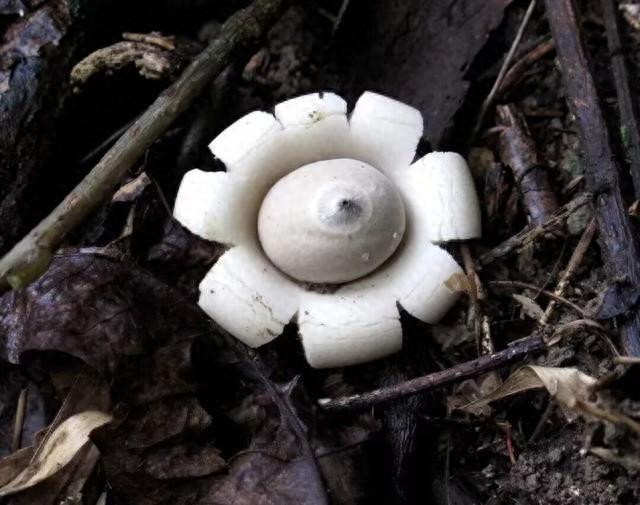 罕见野生菌尖顶地星菌现身宁波，专家：意义重大