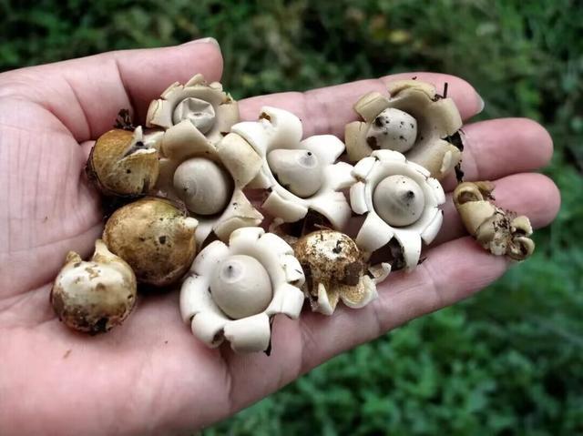 罕见野生菌尖顶地星菌现身宁波，专家：意义重大  第2张