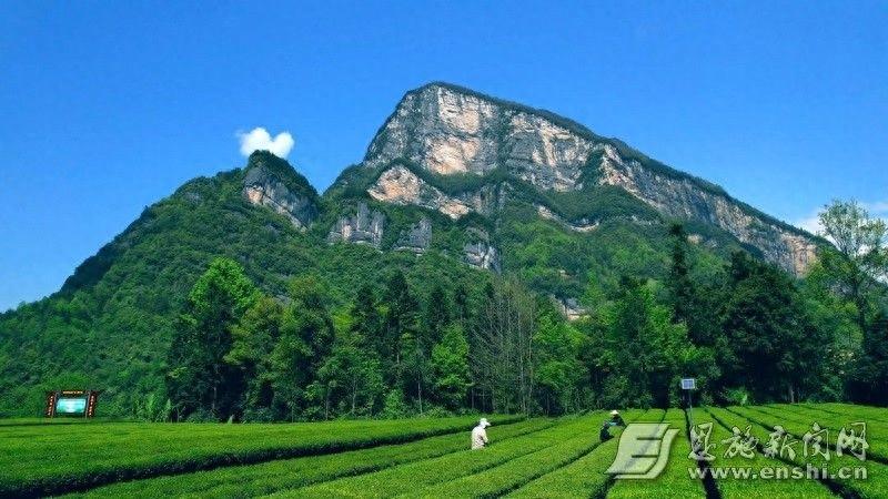 邬阳乡全域有机茶：年产值 2 亿，茶农年均增收 1.2 万，未来可期