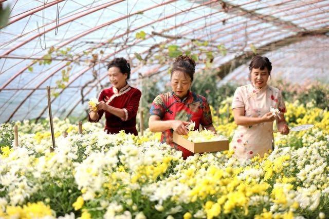 深秋菊香四溢，平谷 200 亩菊花大棚等你来，700 平展区好逛又好玩  第1张