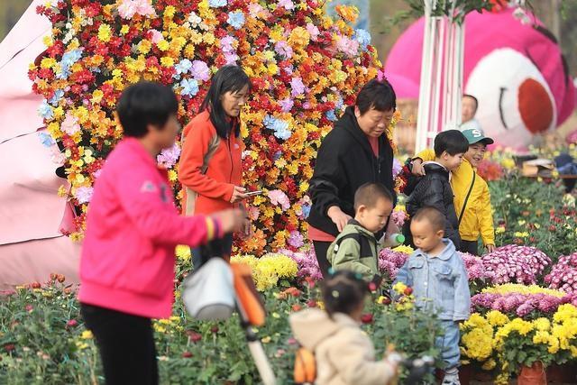 深秋菊香四溢，平谷 200 亩菊花大棚等你来，700 平展区好逛又好玩  第5张