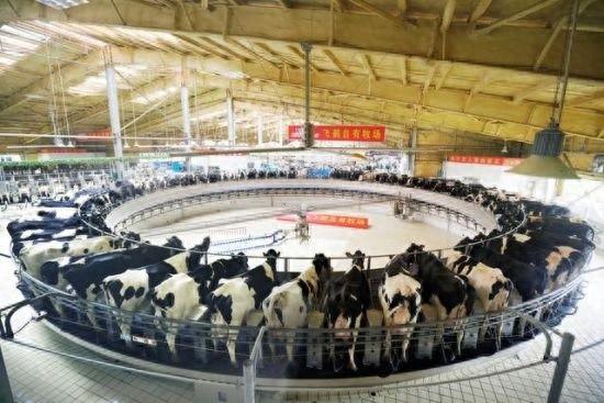 飞鹤乳业：从数字化到全链条数智化，打造奶粉行业新标杆  第1张