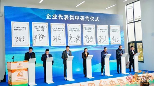 云南唯一生姜地理标志品牌！罗平小黄姜数字经济产业园开园啦  第3张