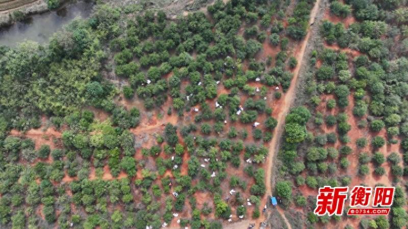 13 万余亩油茶喜迎采摘，衡山农户乐开颜