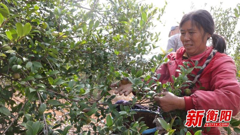 13 万余亩油茶喜迎采摘，衡山农户乐开颜  第2张