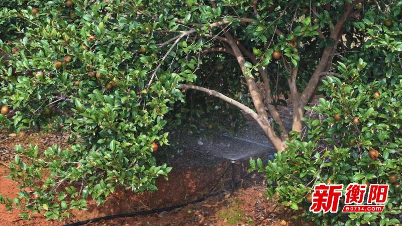 13 万余亩油茶喜迎采摘，衡山农户乐开颜  第3张