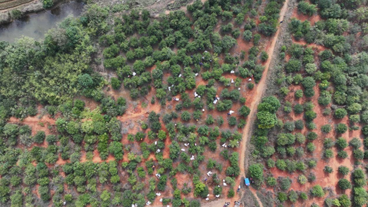 13 万余亩油茶喜迎采摘黄金期，衡山油茶基地奏响丰收曲