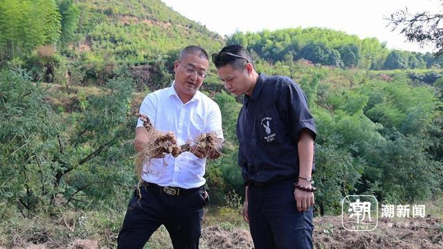 武义县 2000 亩黄精喜迎丰收，每亩产值高达 10 万元  第3张
