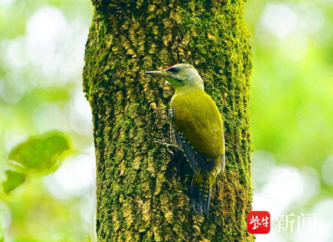南京市民偶遇森林卫士灰头绿啄木鸟，你见过吗？  第1张