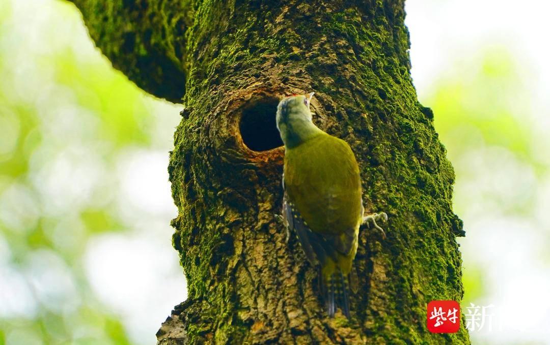 南京市民偶遇森林卫士灰头绿啄木鸟，你见过吗？  第2张