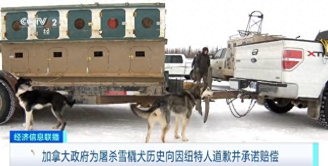 惊！加拿大政府为杀戮雪橇犬向因纽特居民致歉，赔偿4500万加元  第1张