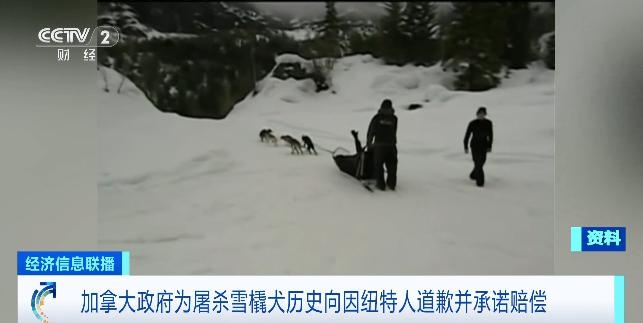惊！加拿大政府为杀戮雪橇犬向因纽特居民致歉，赔偿4500万加元  第2张