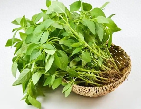 惊！皖北中原特有荆芥：生长贯穿夏秋，到底多美味？  第1张