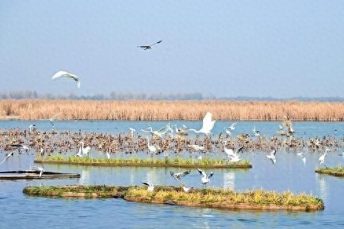 惊！11月23日起衡水湖迎来100余种候鸟，究竟多美？