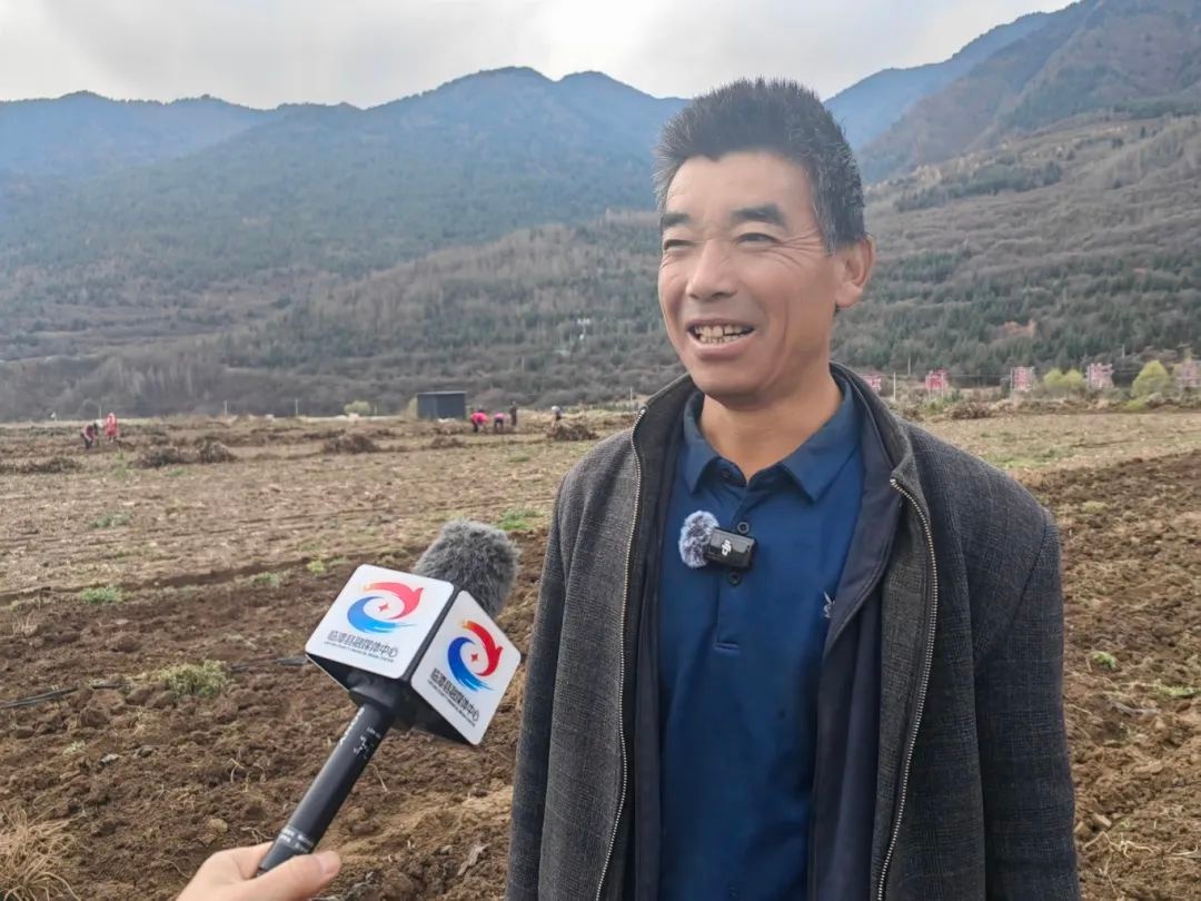 临潭县当归丰收！机械与人共忙，百元日薪有何吸引力？  第2张