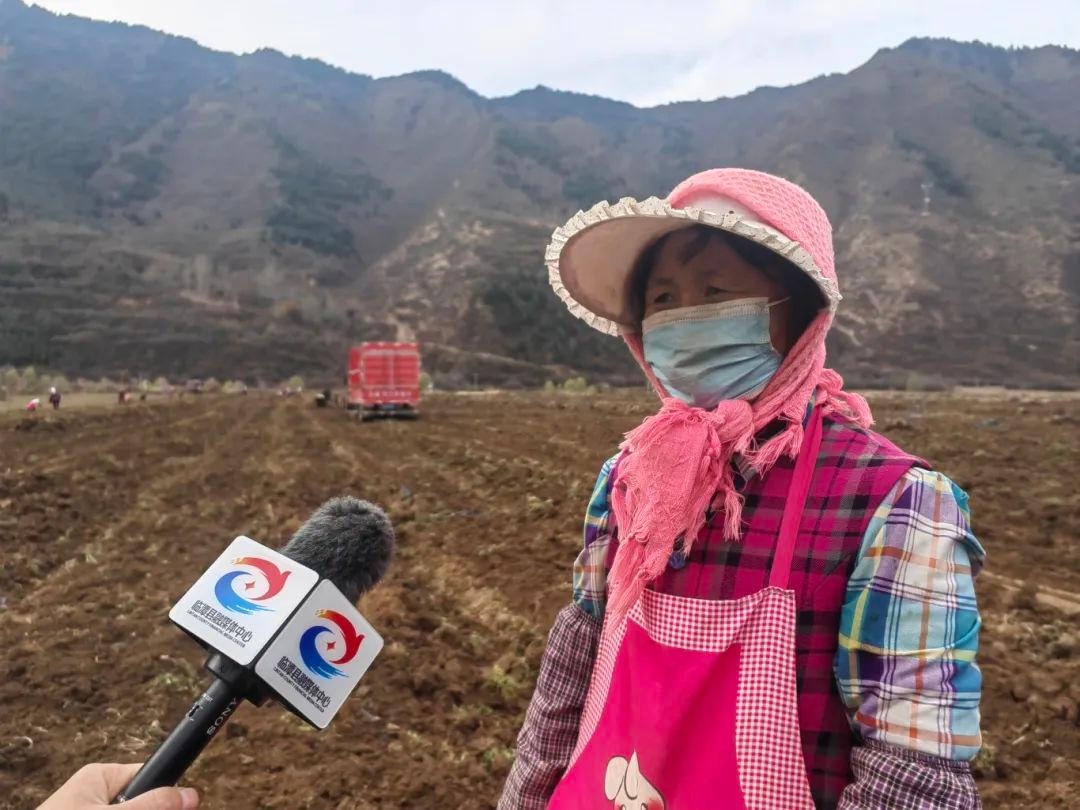 临潭县当归丰收！机械与人共忙，百元日薪有何吸引力？  第3张