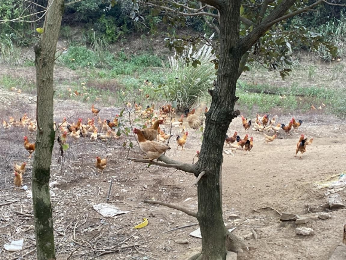 皖南山村惊现生态走地鸡！肉好吃还超健康？