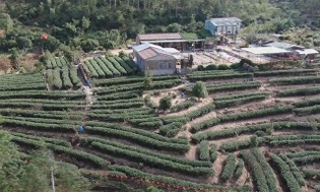 惊！种茶养鸡本不相干，现新模式竟有这些惊喜效益  第1张