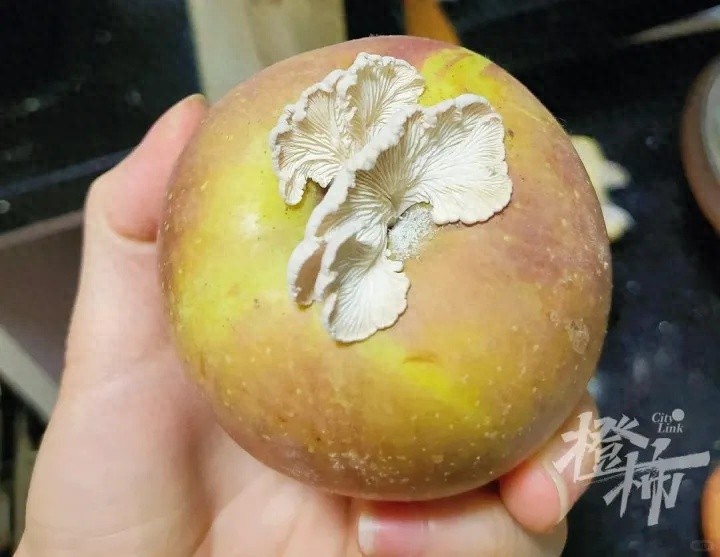 惊！浙江女子家苹果长白蘑菇成果菌王，还获科学奖