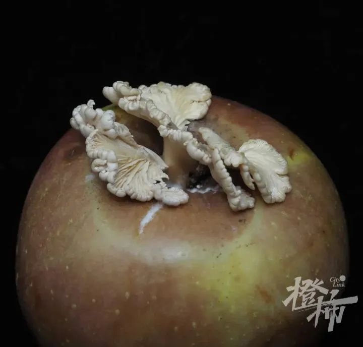 惊！浙江女子家苹果长白蘑菇成果菌王，还获科学奖  第4张