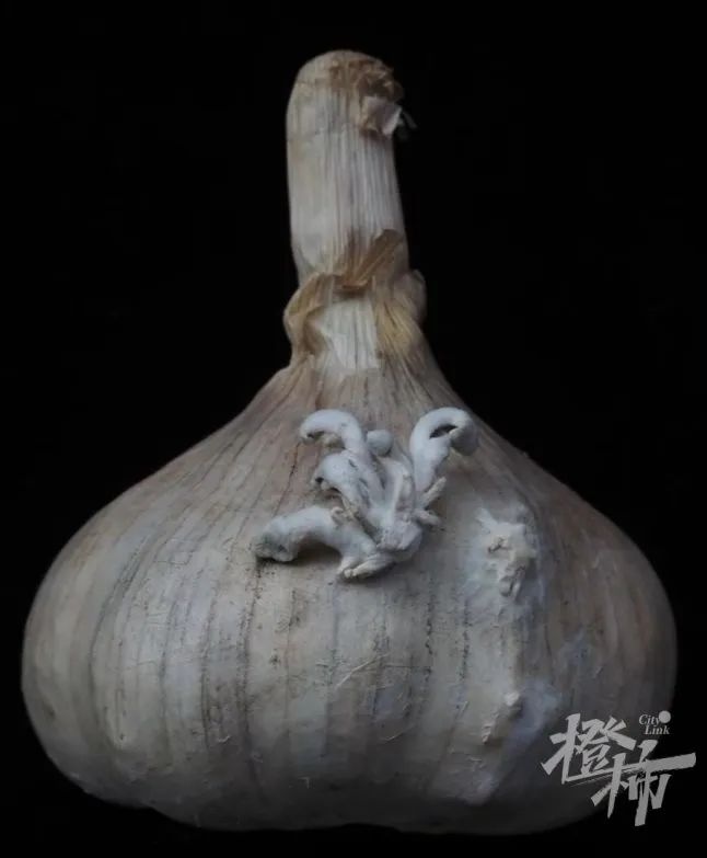惊！浙江女子家苹果长白蘑菇成果菌王，还获科学奖  第5张