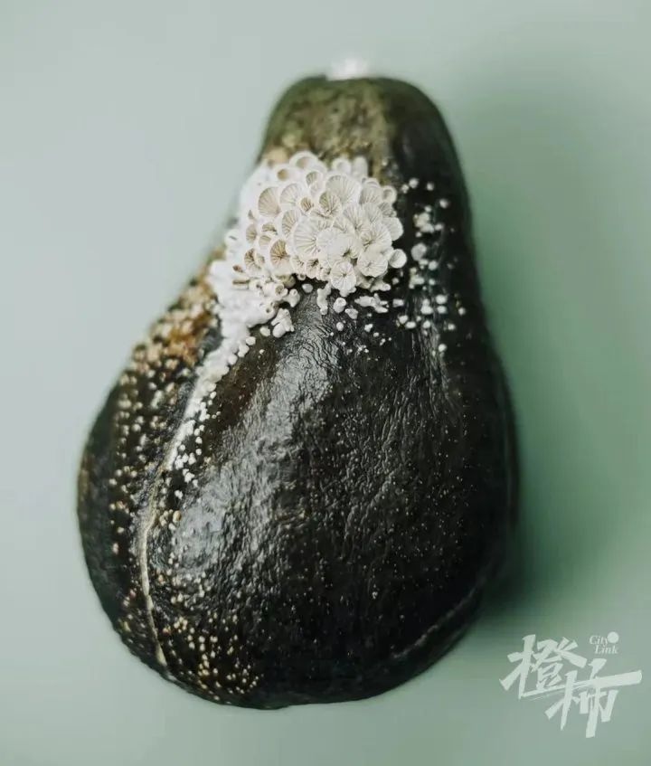 惊！浙江女子家苹果长白蘑菇成果菌王，还获科学奖  第6张