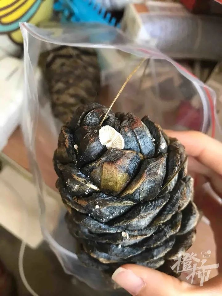 惊！浙江女子家苹果长白蘑菇成果菌王，还获科学奖  第7张