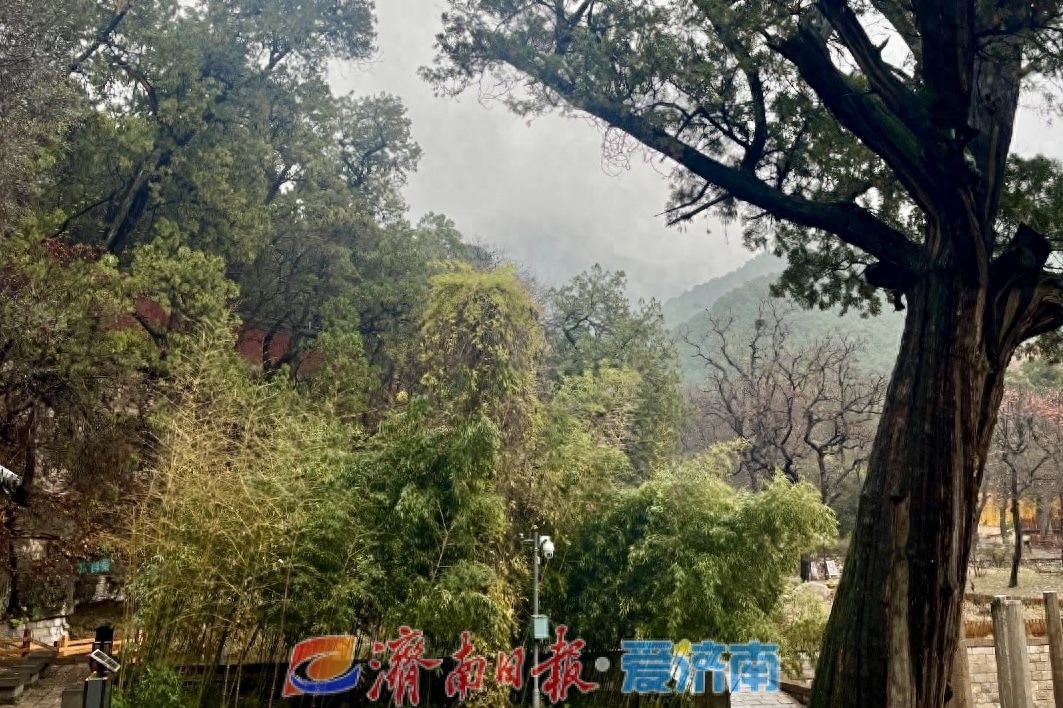 【济南】降水持续，冬季初雪或至？山区有望飘雪引发期待  第1张