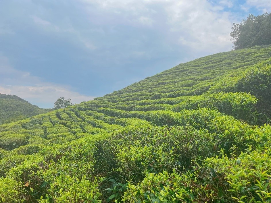 惊！中茶旗下公司成零碳工厂，中国茶产业新实践  第2张