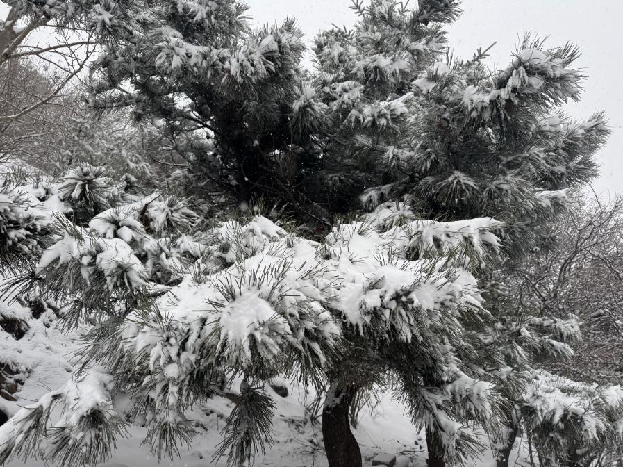 泰安市气象台发布：泰山迎暴雪，景区暂停开放云赏雪景  第11张