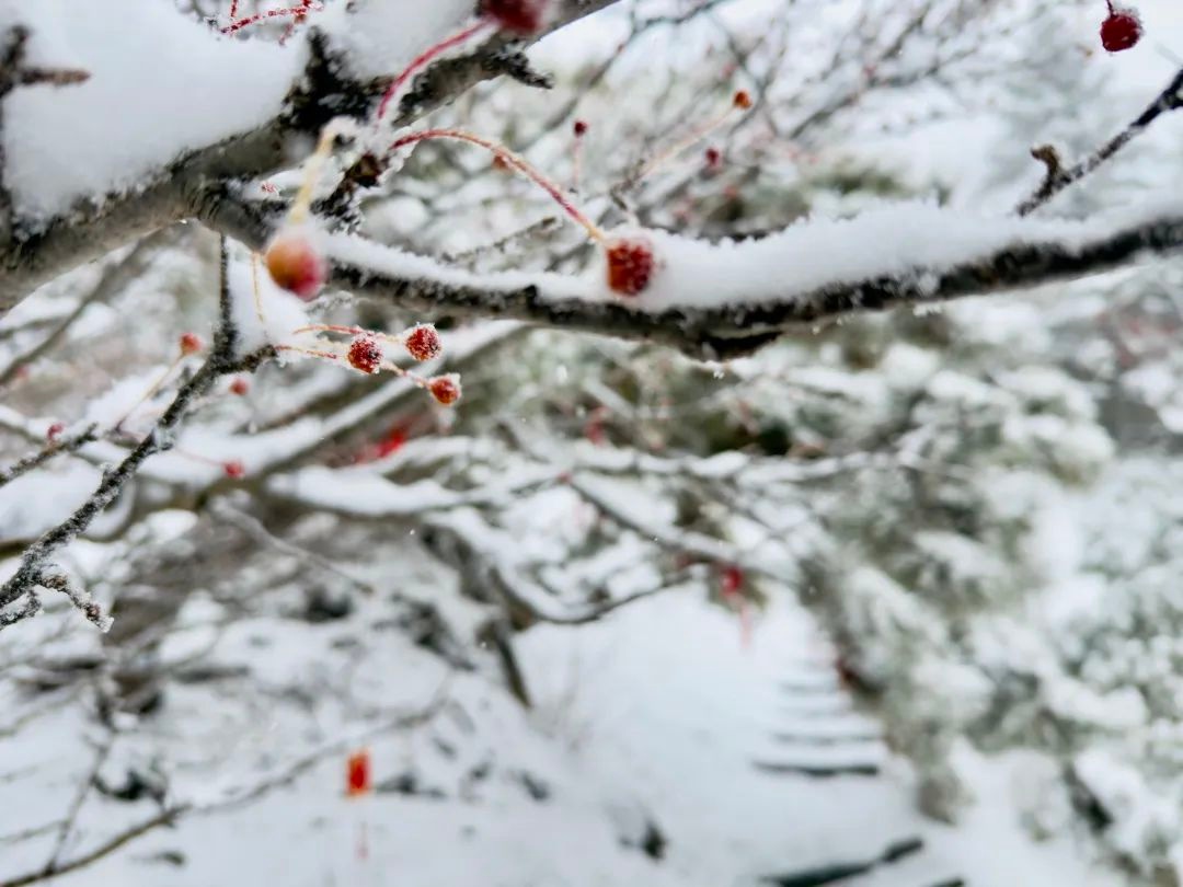 泰安市气象台发布：泰山迎暴雪，景区暂停开放云赏雪景  第4张