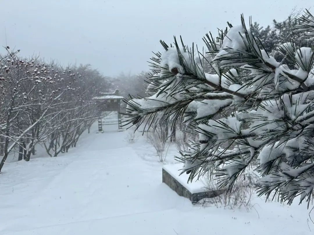 泰安市气象台发布：泰山迎暴雪，景区暂停开放云赏雪景  第6张