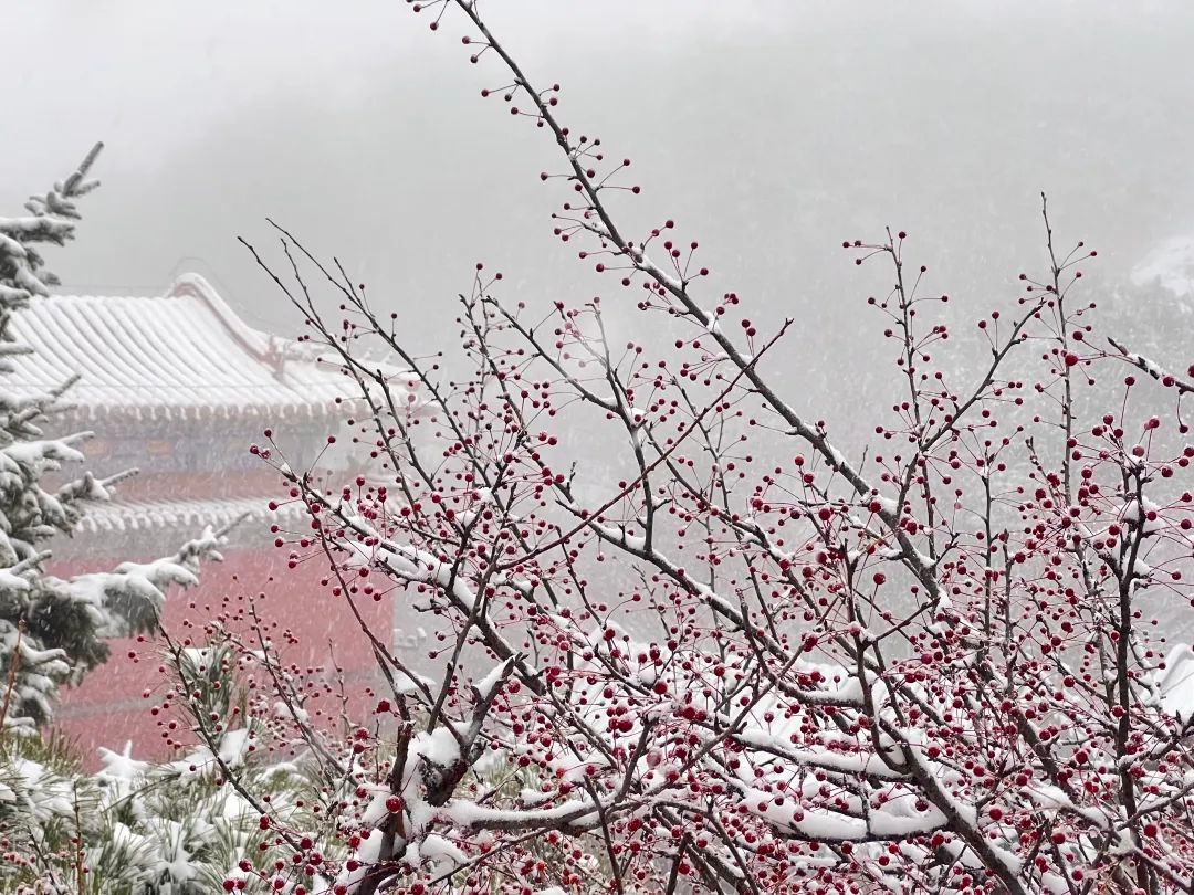 泰安市气象台发布：泰山迎暴雪，景区暂停开放云赏雪景  第7张
