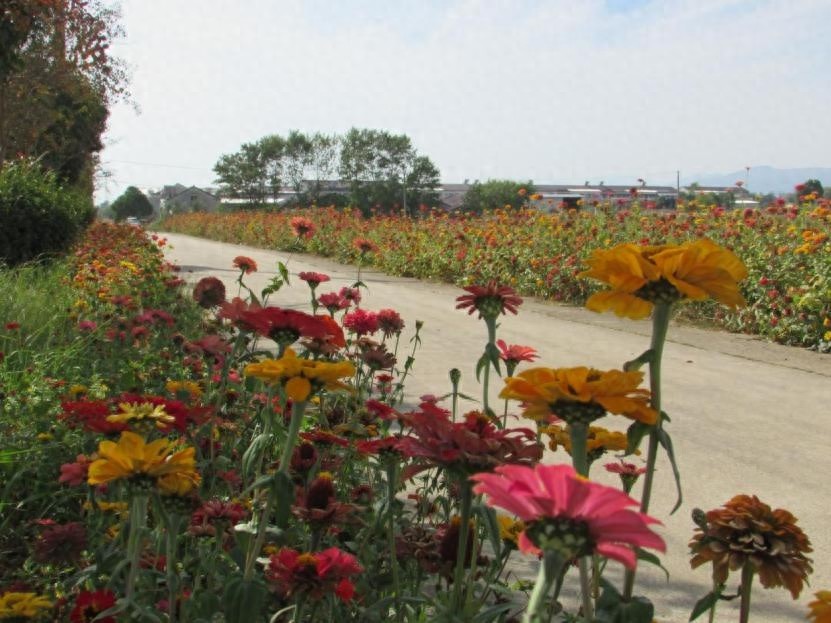 令人惊叹!桐城市青草镇乡村美化工程,村民纷纷回乡助力 第1张 令人惊叹!桐城市青草镇乡村美化工程,村民纷纷回乡助力 第1张