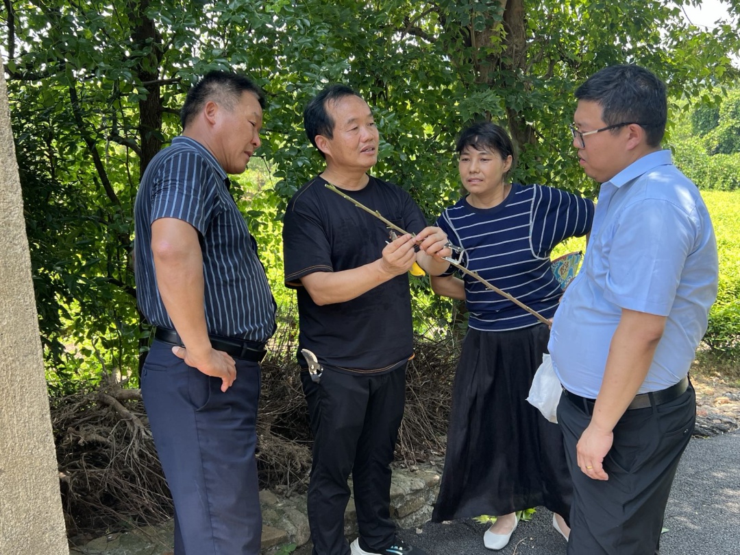 惊爆！湖州300亩茶园引进薄壳山核桃，多亏王博士智囊团  第2张