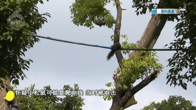 惊！松鼠触碰高压线惹祸，民警紧急赶往现场处置  第4张