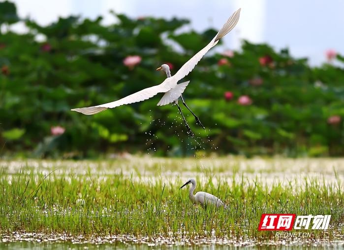 松雅湖曾问题重重，如何蜕变成生态乐园？  第3张