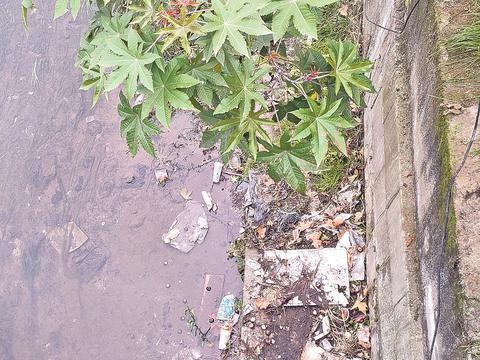 揭秘澄清河的真相：冬季垃圾堆积，夏季恶臭难忍，居民苦不堪言  第2张