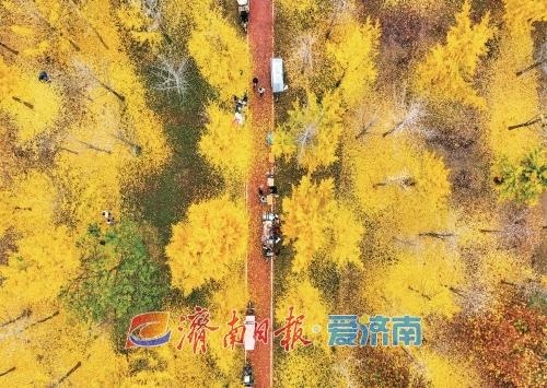 揭秘济南都市圈的绿色奇迹：跨黄河有轨电车与800公里生态廊道的未来蓝图  第4张