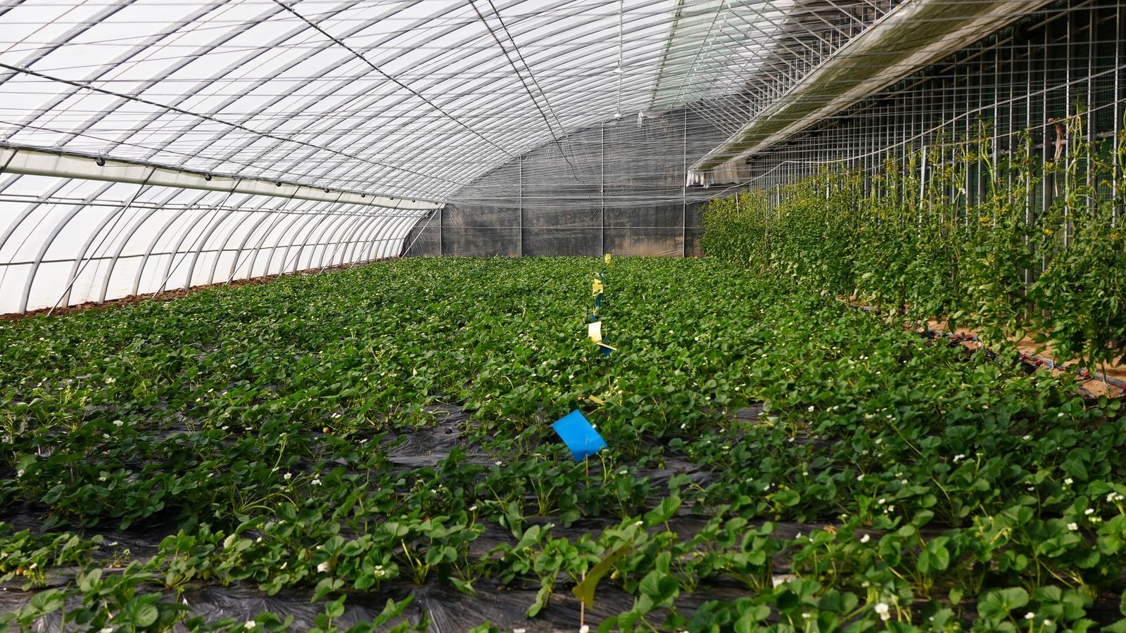 永靖县1.9亿投入六大项目，设施农业点亮乡村振兴新引擎  第2张