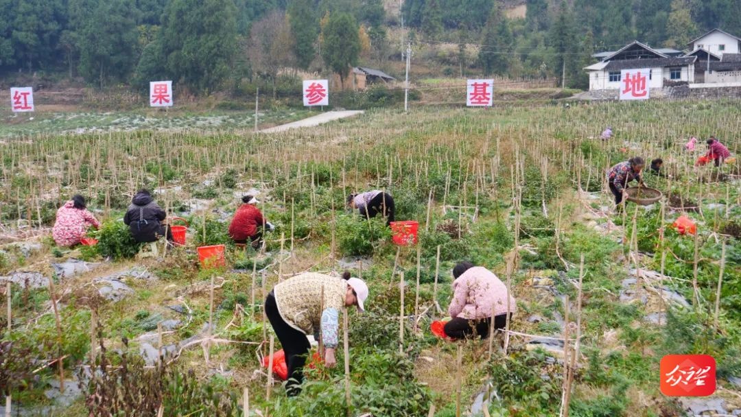 江口县德旺乡净河村红果参丰收季：300亩硕果累累，村民日赚80元，月入2000多元  第2张