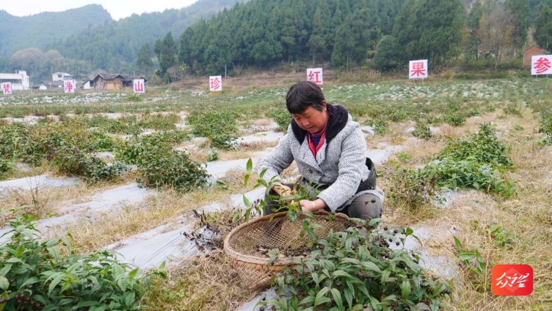 江口县德旺乡净河村红果参丰收季：300亩硕果累累，村民日赚80元，月入2000多元  第4张